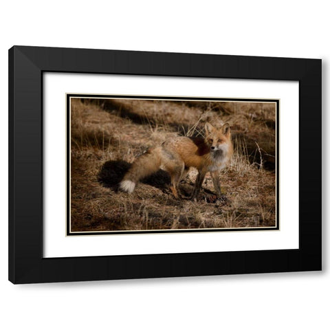 Colorado, Pike National Forest Red fox Black Modern Wood Framed Art Print with Double Matting by Grall, Don