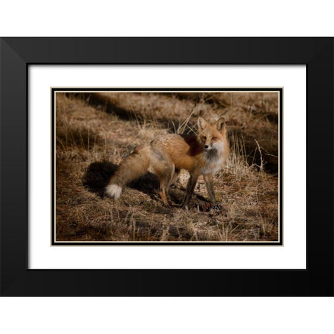 Colorado, Pike National Forest Red fox Black Modern Wood Framed Art Print with Double Matting by Grall, Don
