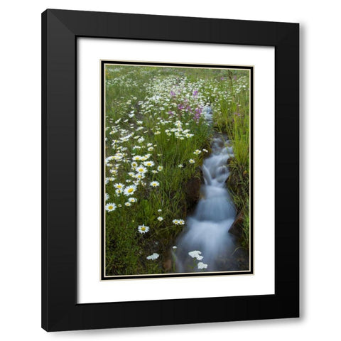 Colorado, San Juan Mts Daisies next to stream Black Modern Wood Framed Art Print with Double Matting by Illg, Cathy and Gordon