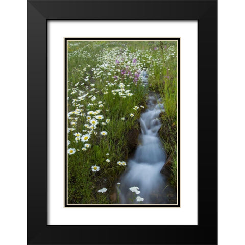 Colorado, San Juan Mts Daisies next to stream Black Modern Wood Framed Art Print with Double Matting by Illg, Cathy and Gordon