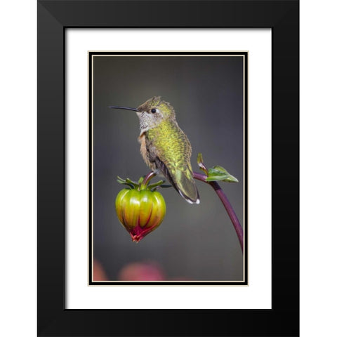 USA, Colorado Hummingbird rests on flower bud Black Modern Wood Framed Art Print with Double Matting by Lord, Fred