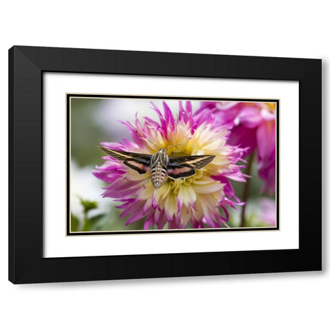 Colorado White-lined sphinx moth feeds on flower Black Modern Wood Framed Art Print with Double Matting by Lord, Fred