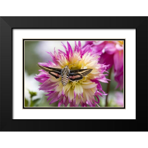 Colorado White-lined sphinx moth feeds on flower Black Modern Wood Framed Art Print with Double Matting by Lord, Fred