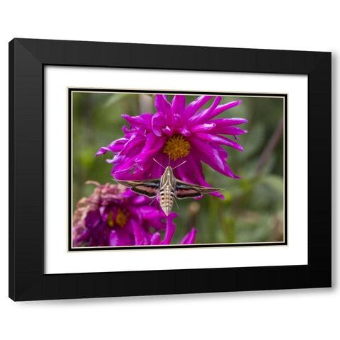 Colorado White-lined sphinx moth feeds on flower Black Modern Wood Framed Art Print with Double Matting by Lord, Fred