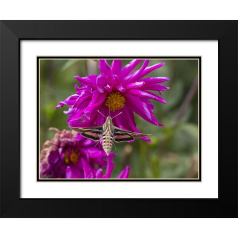Colorado White-lined sphinx moth feeds on flower Black Modern Wood Framed Art Print with Double Matting by Lord, Fred