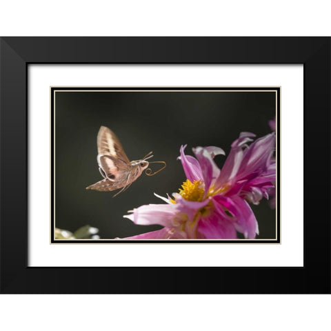 CO, White-lined sphinx moth tongue for feeding Black Modern Wood Framed Art Print with Double Matting by Lord, Fred