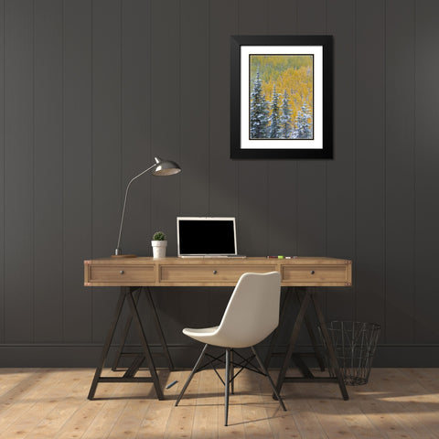 Colorado, Grand Mesa Early snowfall on forest Black Modern Wood Framed Art Print with Double Matting by Paulson, Don