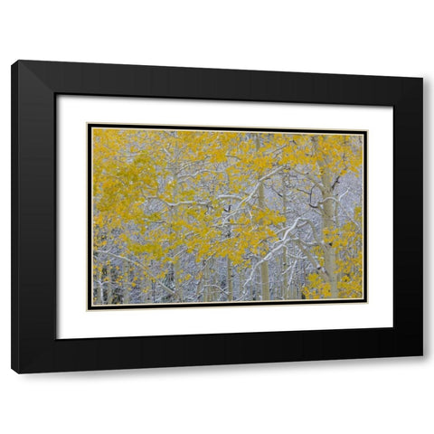 Colorado, Grand Mesa Early snow on aspen trees Black Modern Wood Framed Art Print with Double Matting by Paulson, Don