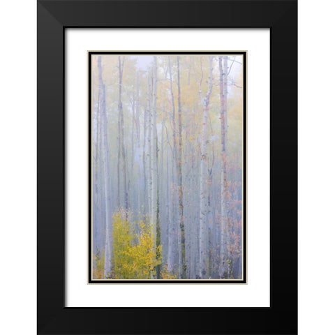 CO, Grand Mesa Composite of foggy aspen forest Black Modern Wood Framed Art Print with Double Matting by Paulson, Don