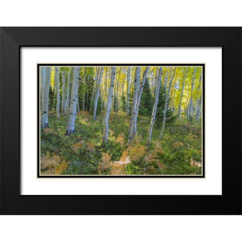 Colorado Scenic of aspen forest Black Modern Wood Framed Art Print with Double Matting by Paulson, Don