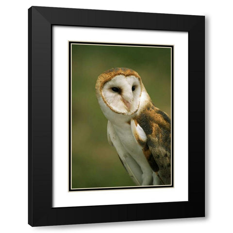 CO, Broomfield Portrait of a Barn owl Black Modern Wood Framed Art Print with Double Matting by Bush, Marie