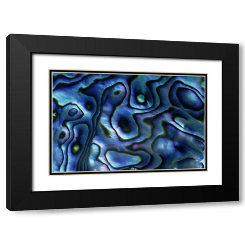 USA, Colorado, Lafayette Abalone shell close-up Black Modern Wood Framed Art Print with Double Matting by Bush, Marie