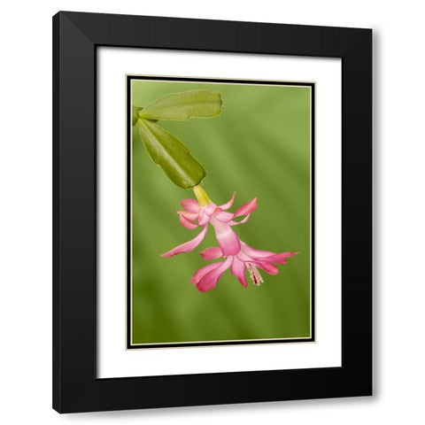 Colorado, Lafayette Christmas cactus flower Black Modern Wood Framed Art Print with Double Matting by Bush, Marie