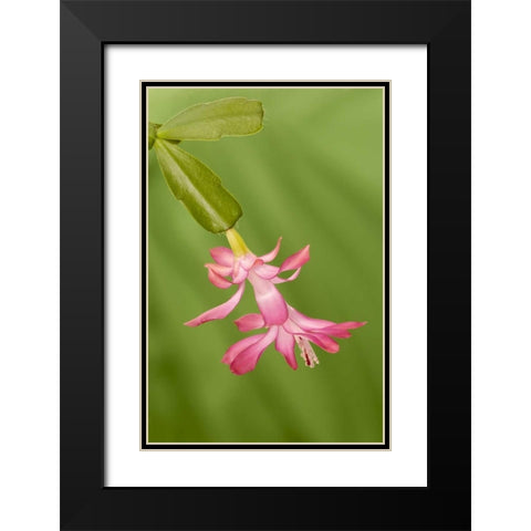 Colorado, Lafayette Christmas cactus flower Black Modern Wood Framed Art Print with Double Matting by Bush, Marie