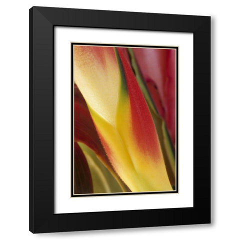 USA, Colorado, Lafayette, heliconia close-up Black Modern Wood Framed Art Print with Double Matting by Bush, Marie