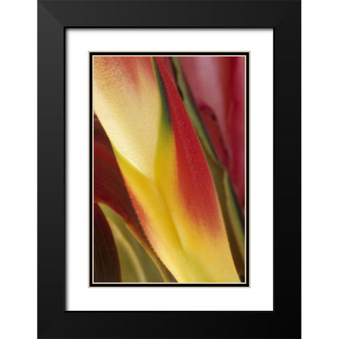 USA, Colorado, Lafayette, heliconia close-up Black Modern Wood Framed Art Print with Double Matting by Bush, Marie