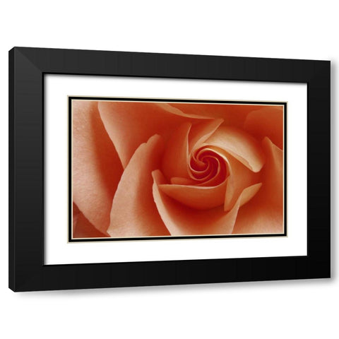 USA, Colorado, Lafayette Peach rose close-up Black Modern Wood Framed Art Print with Double Matting by Bush, Marie