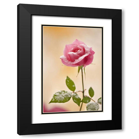 Colorado, Lafayette Snow flakes on pink rose Black Modern Wood Framed Art Print with Double Matting by Bush, Marie