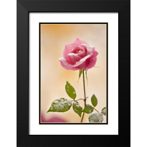 Colorado, Lafayette Snow flakes on pink rose Black Modern Wood Framed Art Print with Double Matting by Bush, Marie