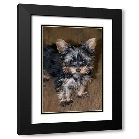 USA, Colorado, Longmont Mixed breed puppy Black Modern Wood Framed Art Print with Double Matting by Bush, Marie