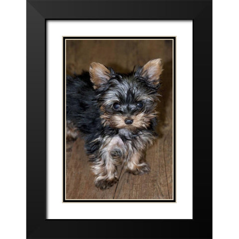 USA, Colorado, Longmont Mixed breed puppy Black Modern Wood Framed Art Print with Double Matting by Bush, Marie