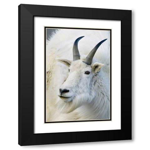CO, Mount Evans Recreation Area Mountain goat Black Modern Wood Framed Art Print with Double Matting by Bush, Marie