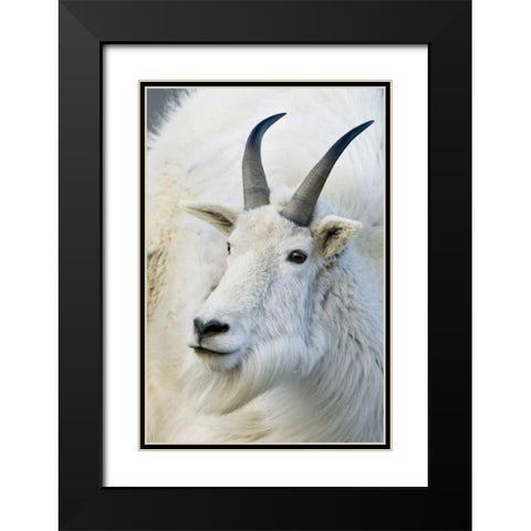 CO, Mount Evans Recreation Area Mountain goat Black Modern Wood Framed Art Print with Double Matting by Bush, Marie