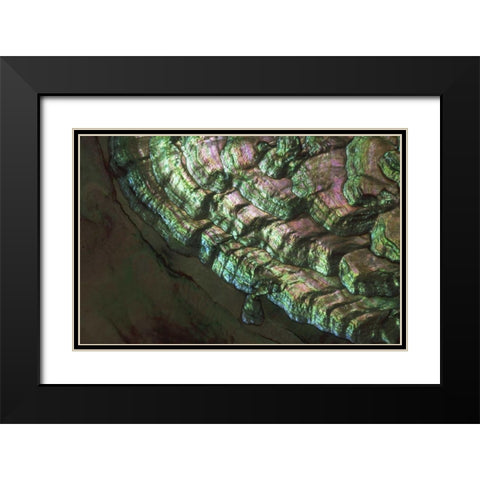 USA, Colorado, Lafayette Abalone shell close-up Black Modern Wood Framed Art Print with Double Matting by Bush, Marie