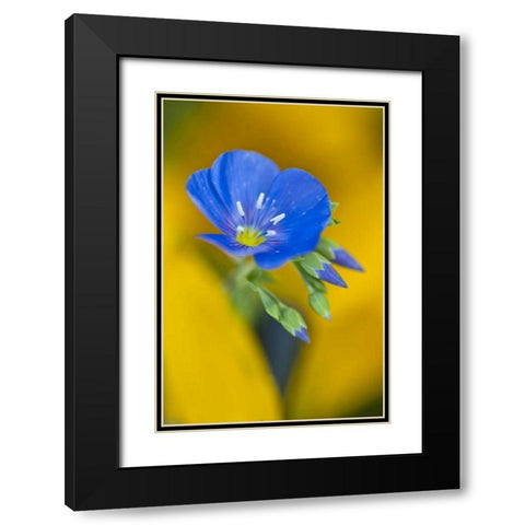 USA, Colorado Close-up of cranesbill geranium Black Modern Wood Framed Art Print with Double Matting by Rotenberg, Nancy