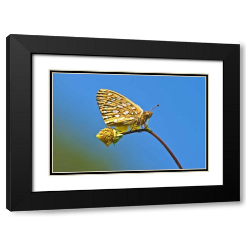 USA, Colorado Skipper butterfly on flower stem Black Modern Wood Framed Art Print with Double Matting by Rotenberg, Nancy