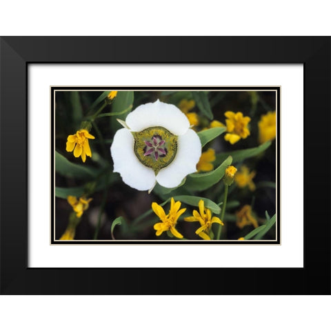 Colorado Mariposa tulip and mountain wildflowers Black Modern Wood Framed Art Print with Double Matting by Rotenberg, Nancy