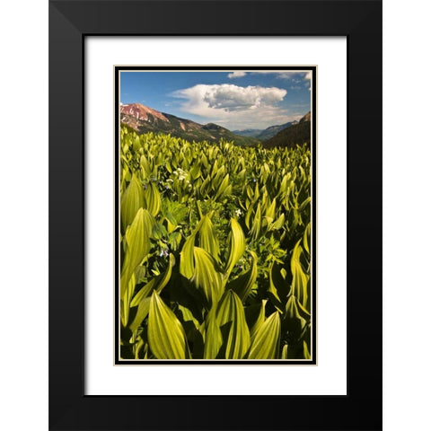 CO, Crested Butte Corn lily field and flowers Black Modern Wood Framed Art Print with Double Matting by Rotenberg, Nancy