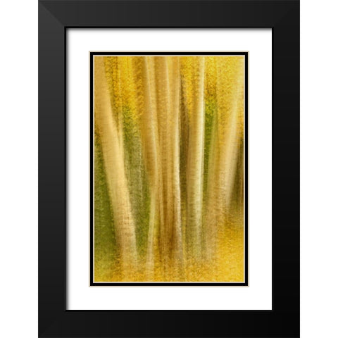 Colorado, San Juan Mountains Aspen tree abstract Black Modern Wood Framed Art Print with Double Matting by Bush, Marie