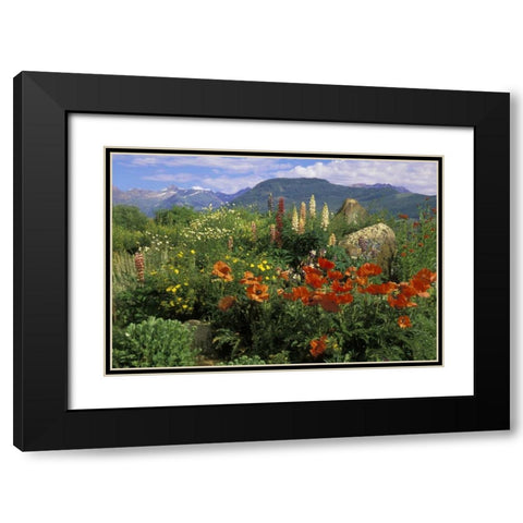 CO, Crested Butte Wildflowers in mountain garden Black Modern Wood Framed Art Print with Double Matting by Rotenberg, Nancy
