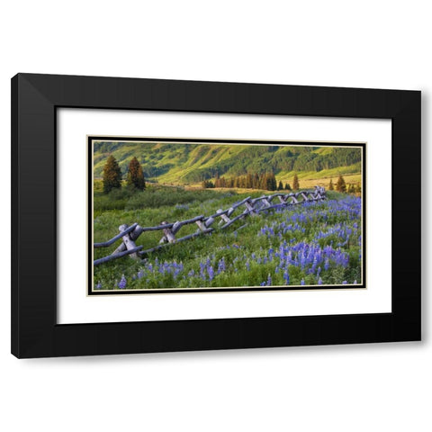 Colorado Lupines and split rail fence in meadow Black Modern Wood Framed Art Print with Double Matting by Rotenberg, Nancy