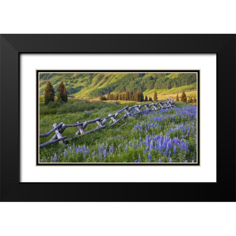 Colorado Lupines and split rail fence in meadow Black Modern Wood Framed Art Print with Double Matting by Rotenberg, Nancy