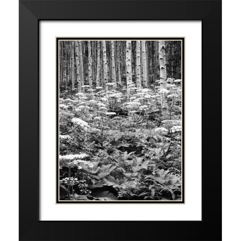 CO, Rocky Mts Cow parsnip grows in aspen grove Black Modern Wood Framed Art Print with Double Matting by Flaherty, Dennis