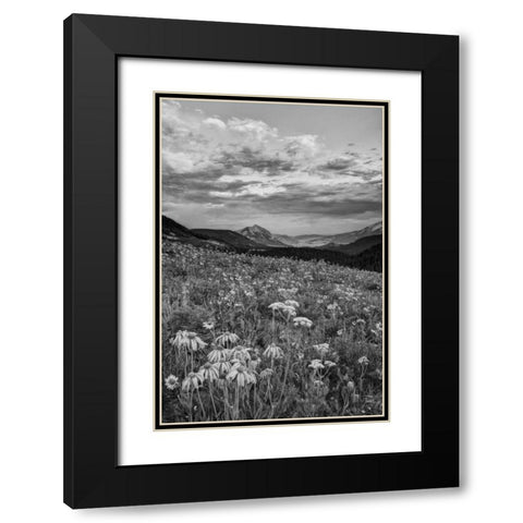 Colorado, Crested Butte flowers cover hillside Black Modern Wood Framed Art Print with Double Matting by Flaherty, Dennis