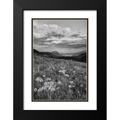 Colorado, Crested Butte flowers cover hillside Black Modern Wood Framed Art Print with Double Matting by Flaherty, Dennis