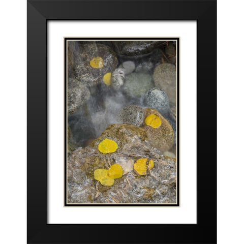 Colorado, Pike NF Aspen leaves on icy rocks Black Modern Wood Framed Art Print with Double Matting by Grall, Don