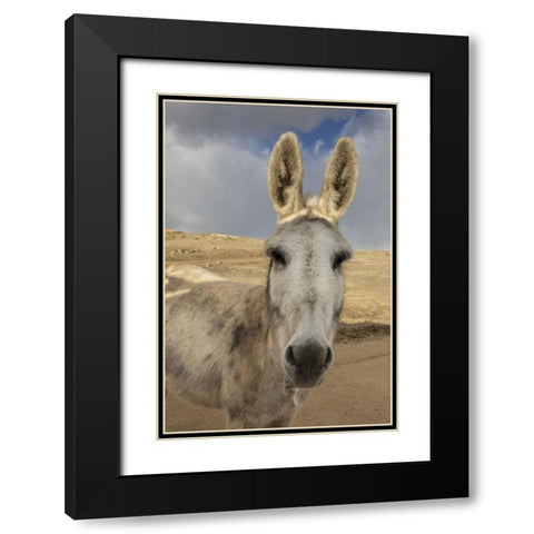 USA, Colorado, South Park Close-up of wild burro Black Modern Wood Framed Art Print with Double Matting by Grall, Don