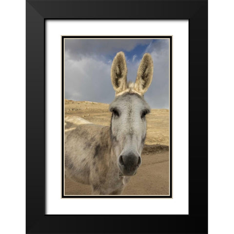 USA, Colorado, South Park Close-up of wild burro Black Modern Wood Framed Art Print with Double Matting by Grall, Don