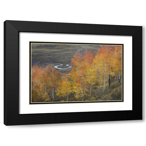 CO, Gunnison NF Aspen grove at peak autumn color Black Modern Wood Framed Art Print with Double Matting by Grall, Don