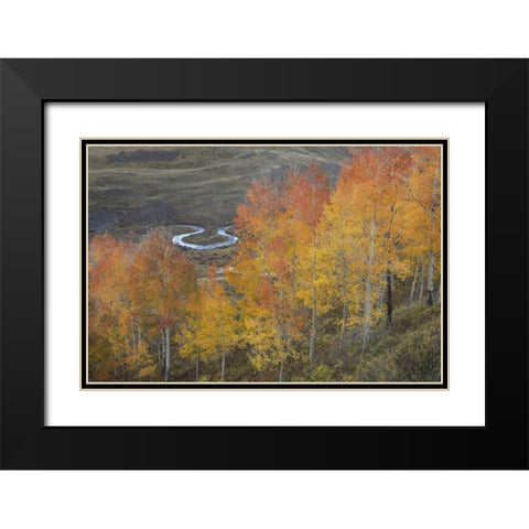 CO, Gunnison NF Aspen grove at peak autumn color Black Modern Wood Framed Art Print with Double Matting by Grall, Don