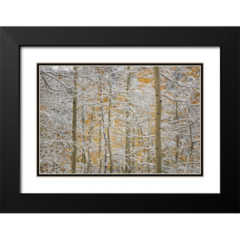 Colorado, San Juan Mountains Snow on aspen trees Black Modern Wood Framed Art Print with Double Matting by Grall, Don