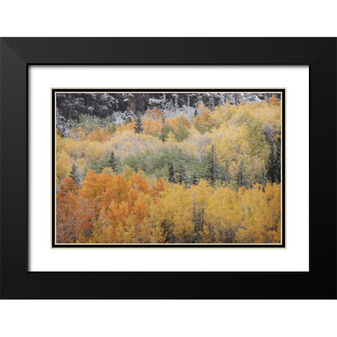 Colorado, San Juan Mts Aspens after snowstorm Black Modern Wood Framed Art Print with Double Matting by Grall, Don