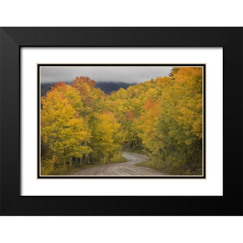 CO, San Juan NF Autumn aspen trees and road Black Modern Wood Framed Art Print with Double Matting by Grall, Don