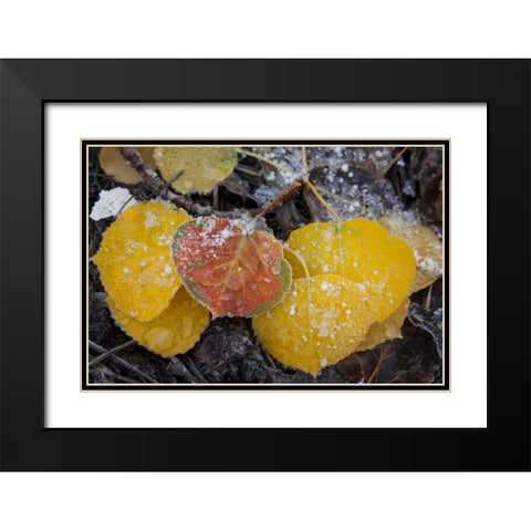 CO, Uncompahgre NF Frozen water on aspen leaves Black Modern Wood Framed Art Print with Double Matting by Grall, Don