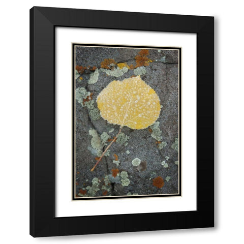 Colorado, Uncompahgre NF Rindrops on aspen leaf Black Modern Wood Framed Art Print with Double Matting by Grall, Don