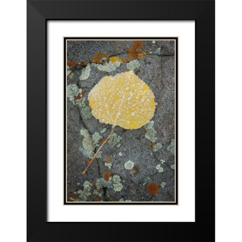 Colorado, Uncompahgre NF Rindrops on aspen leaf Black Modern Wood Framed Art Print with Double Matting by Grall, Don